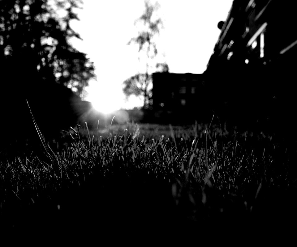 Трава во дворе обои