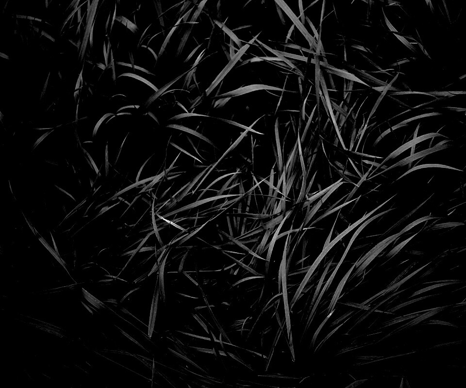 Блеклая трава обои