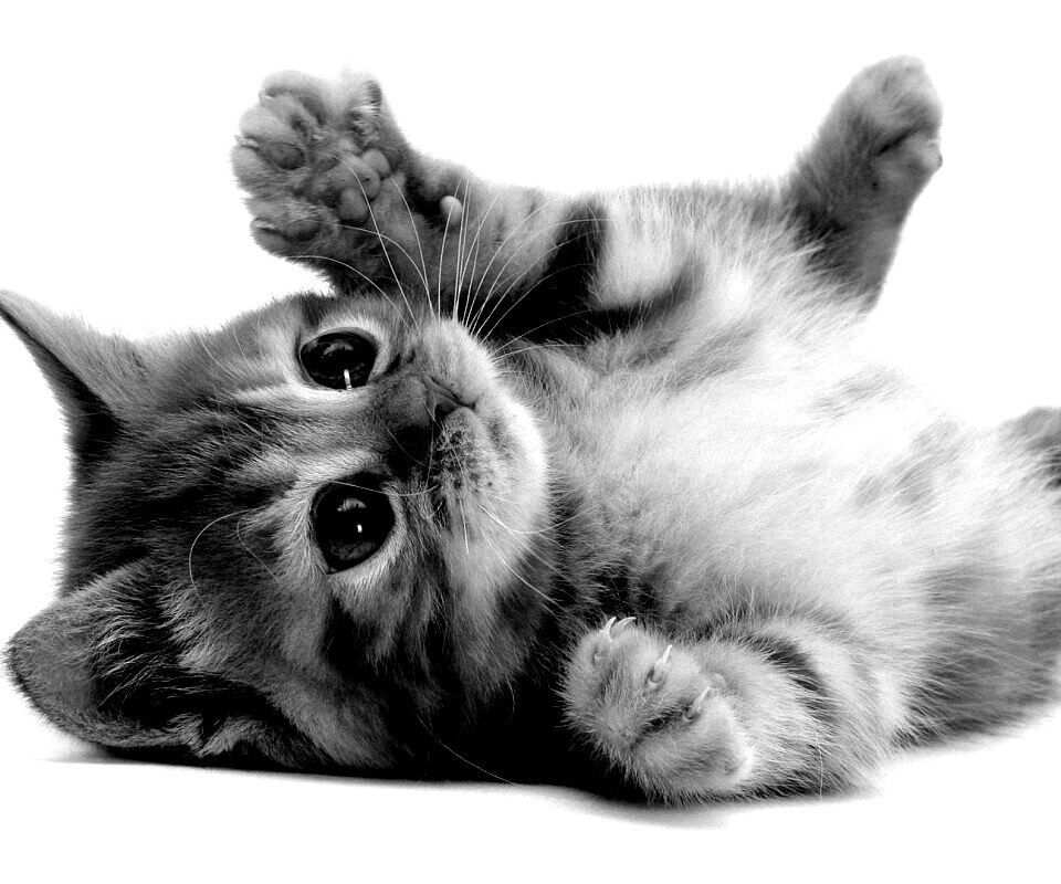 Котёнок обои