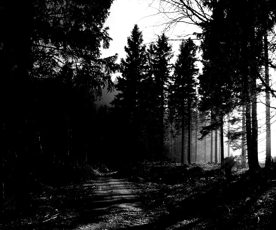 Лесная дорога обои