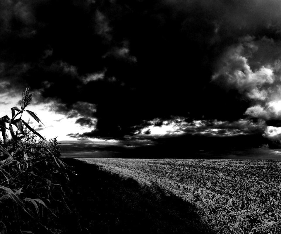 Кукурузное поле обои