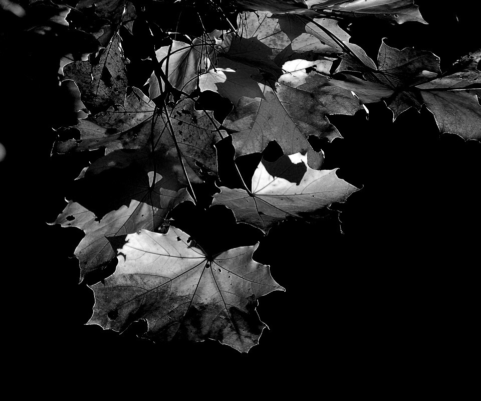 Колоритные осенние листья обои