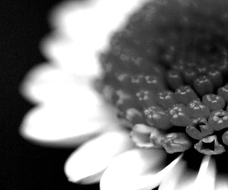 Хризантема обои