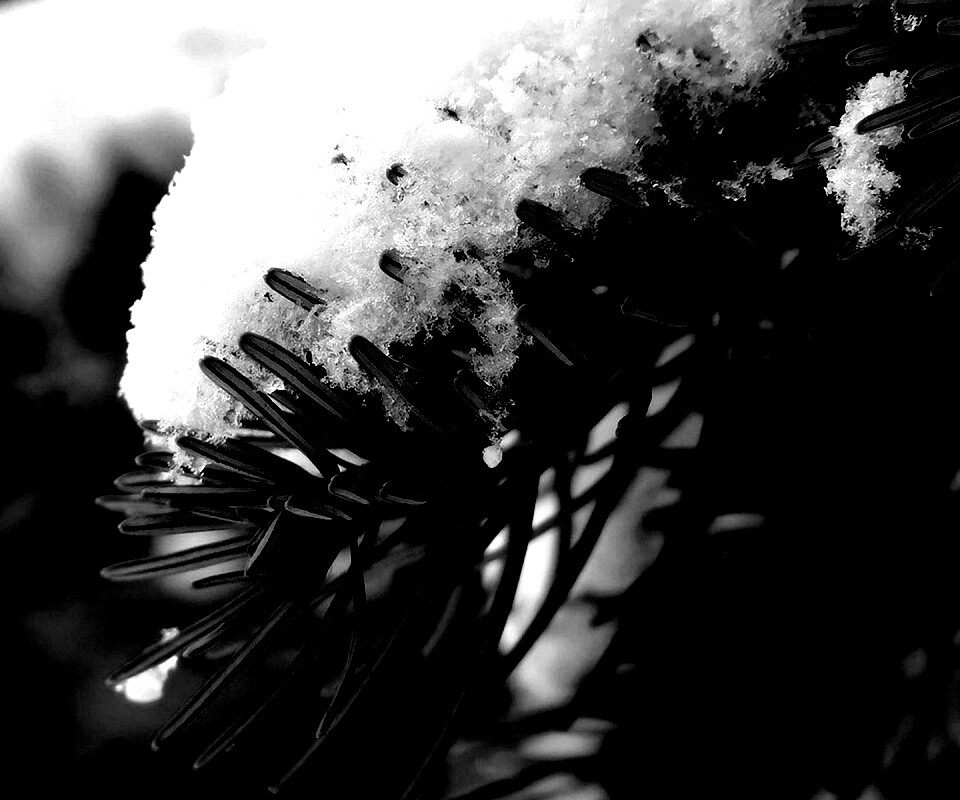 Хвойная ветка вся в снегу обои