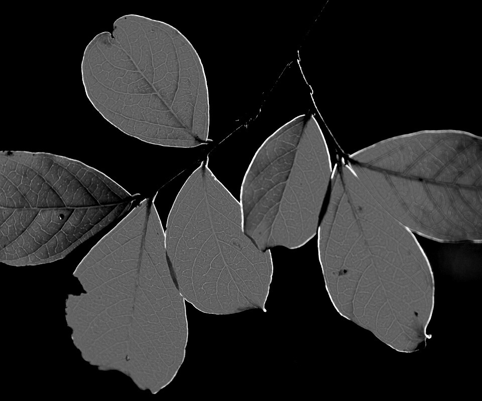 Ветка с оранжевыми листьями обои