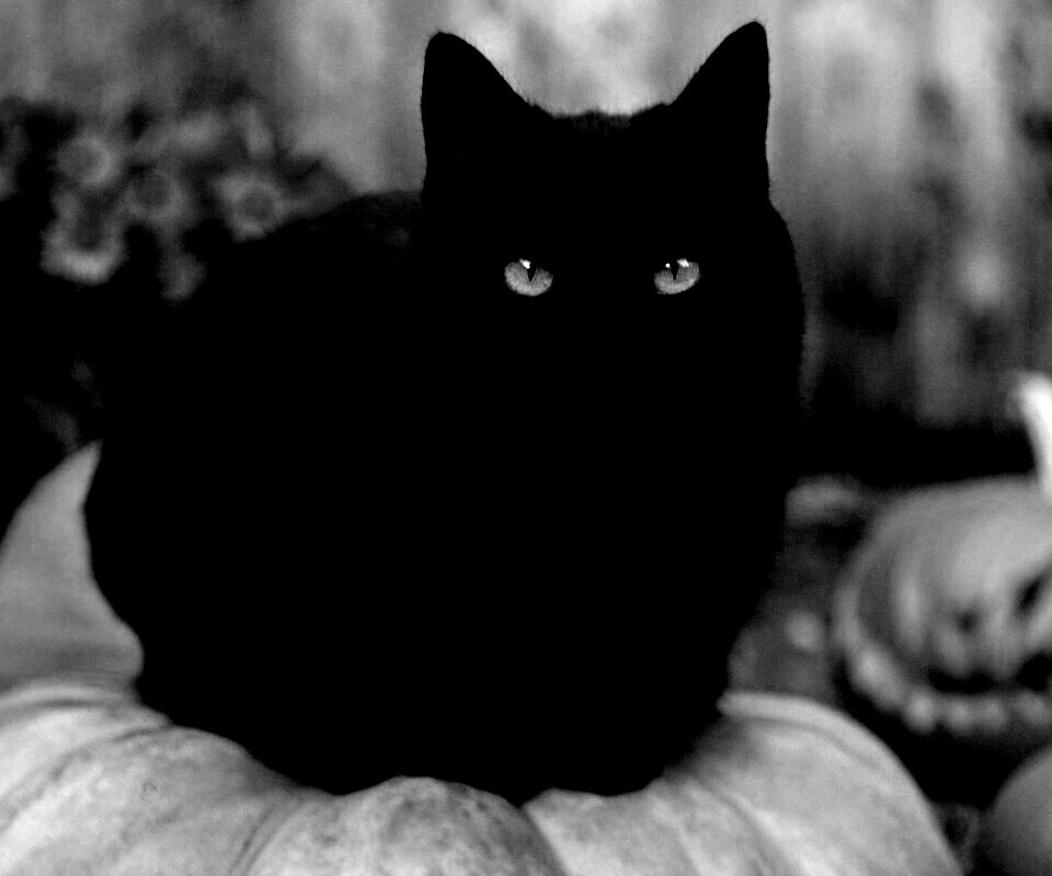 Чёрный кот на тыкве обои