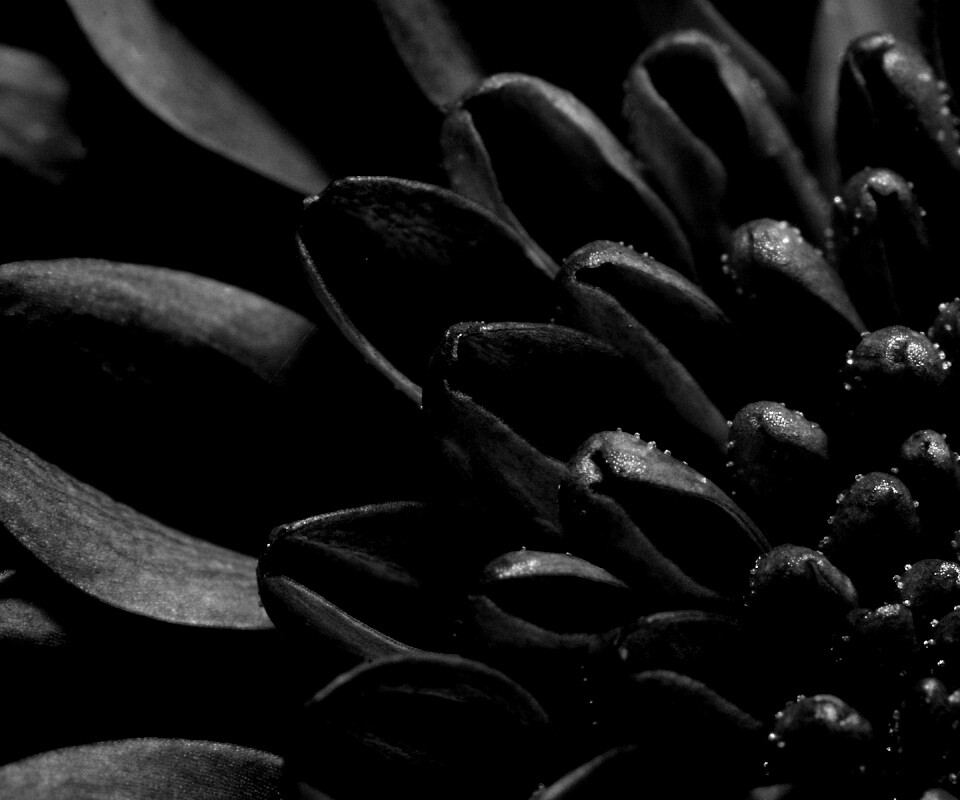 Лепестки хризантемы обои