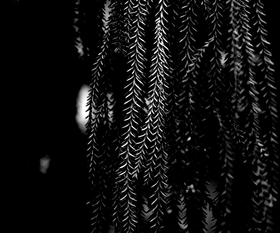 Зеленые колючки обои