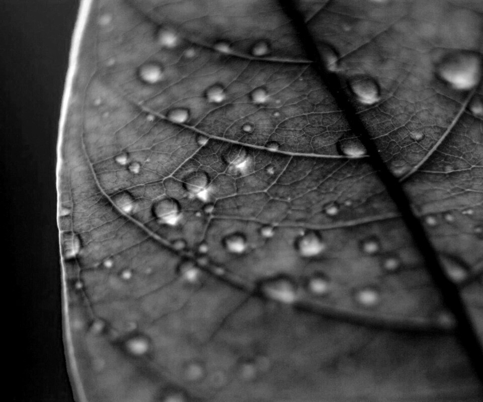 Зеленый листик в макро обои