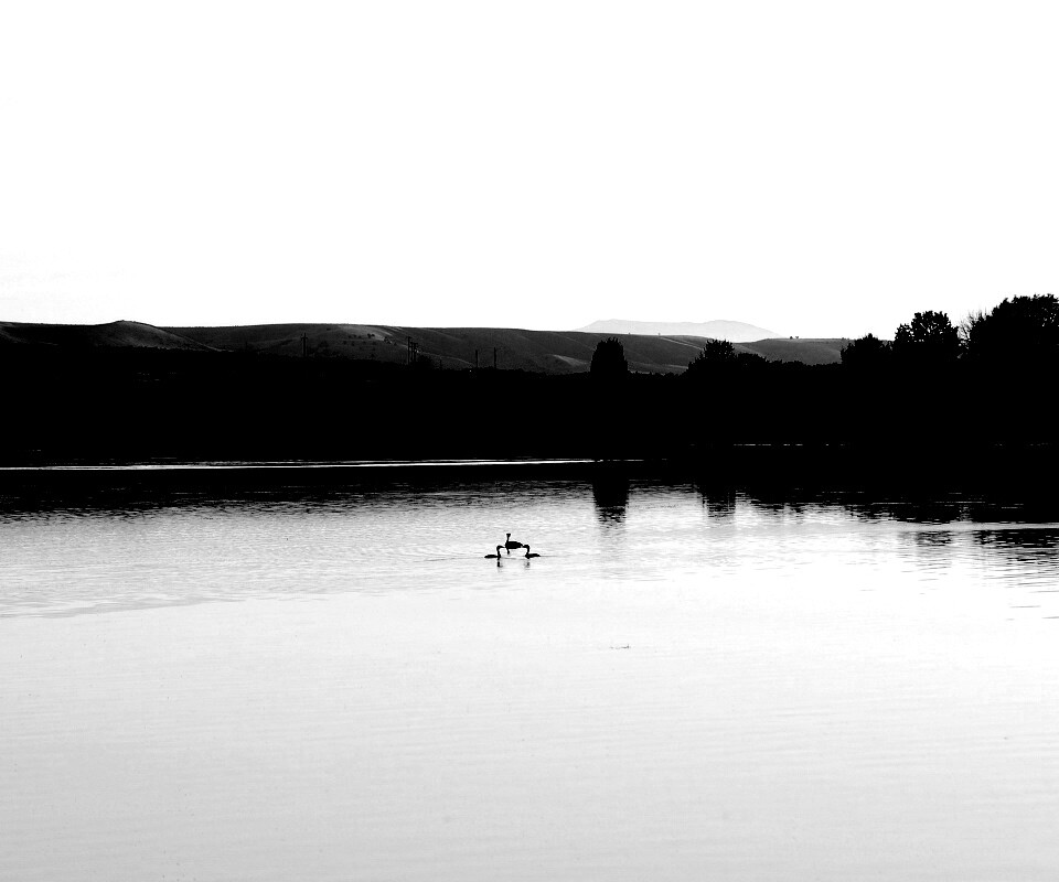 Утиное озеро обои