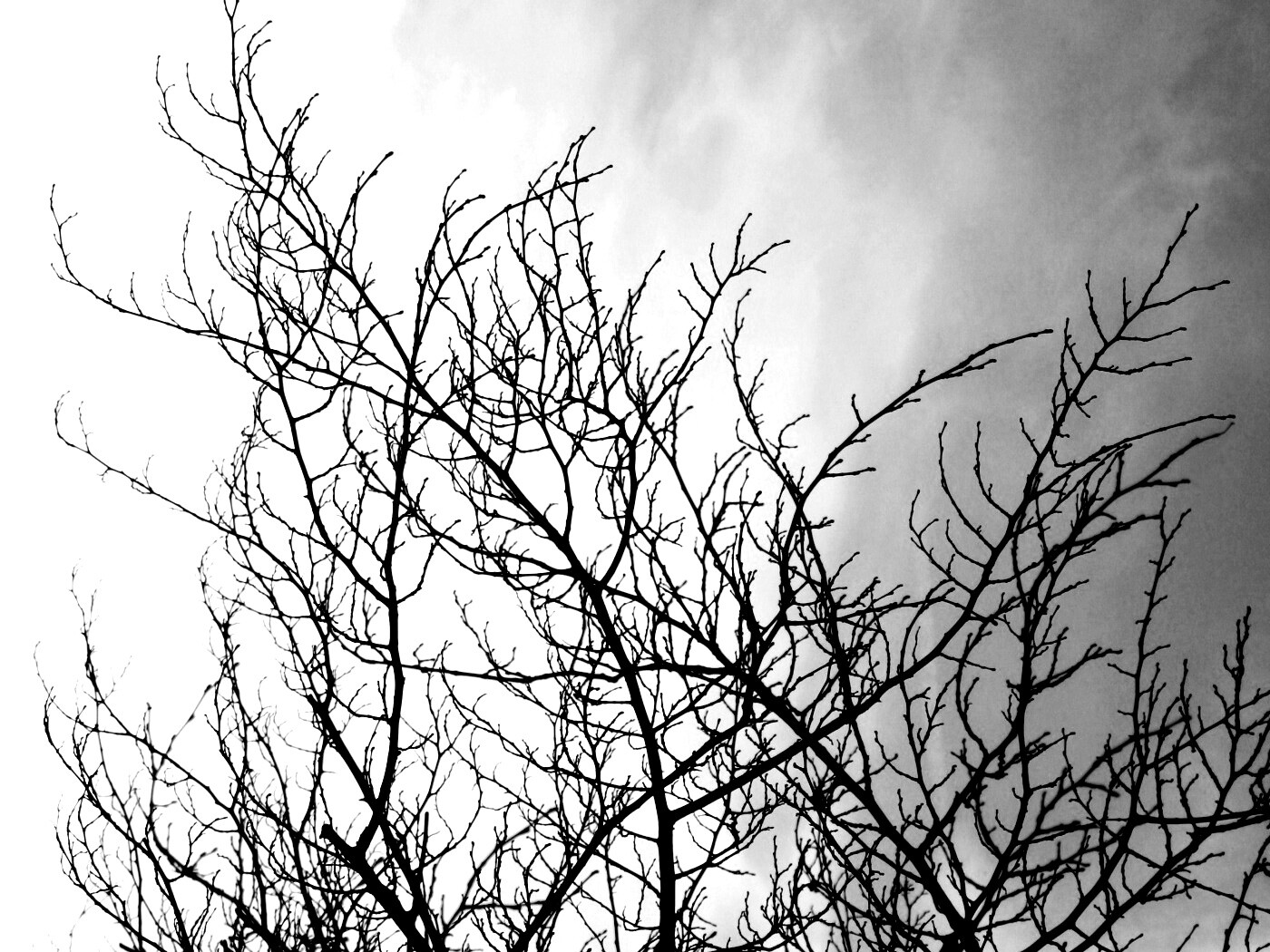 Ветвистое дерево обои