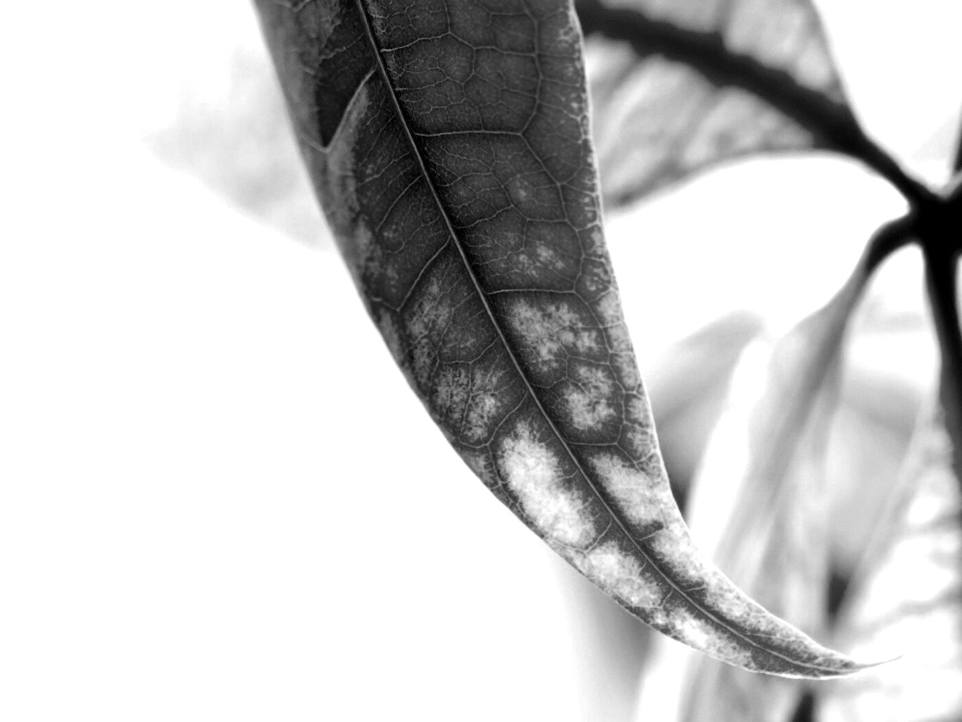 Зеленый листок обои