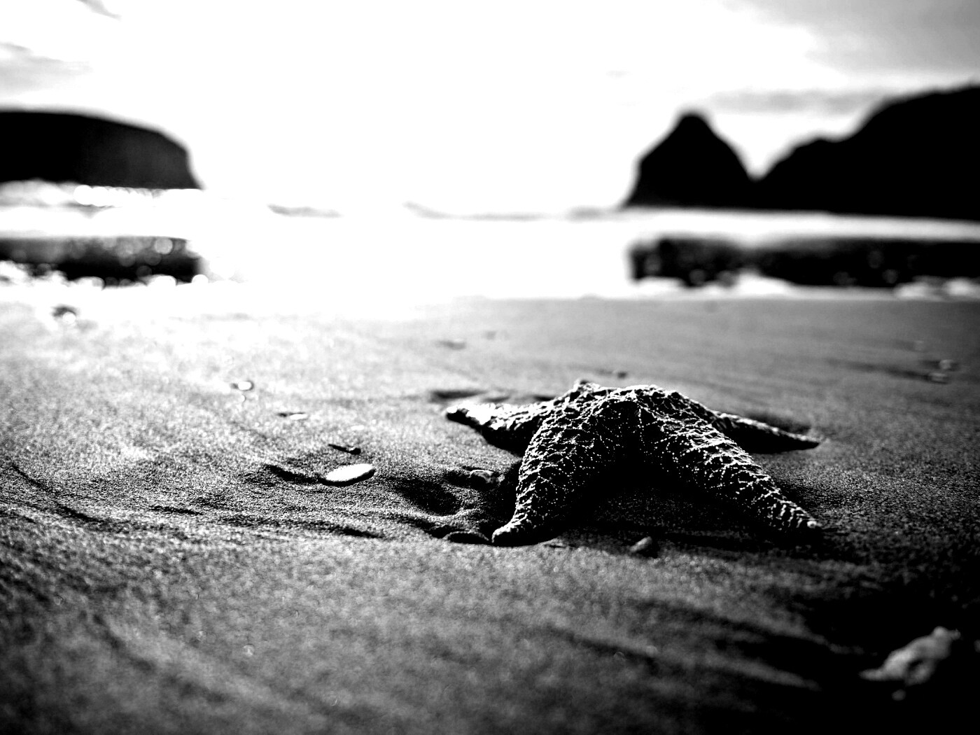 Морская звезда обои