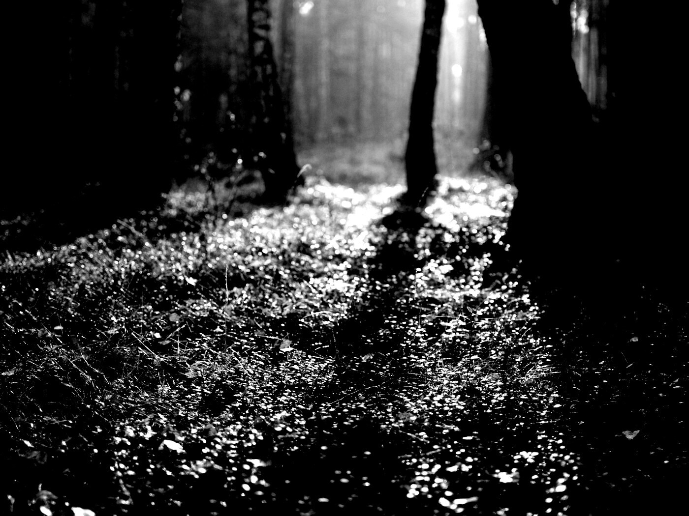 Лесная земля обои