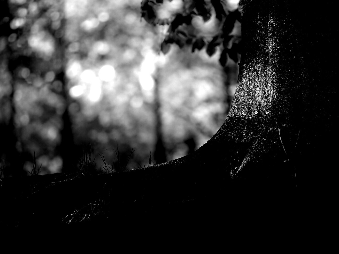 Корни дерева обои