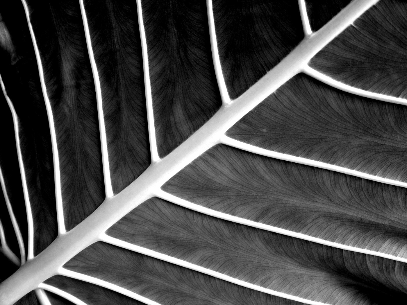 Пальмовый лист обои