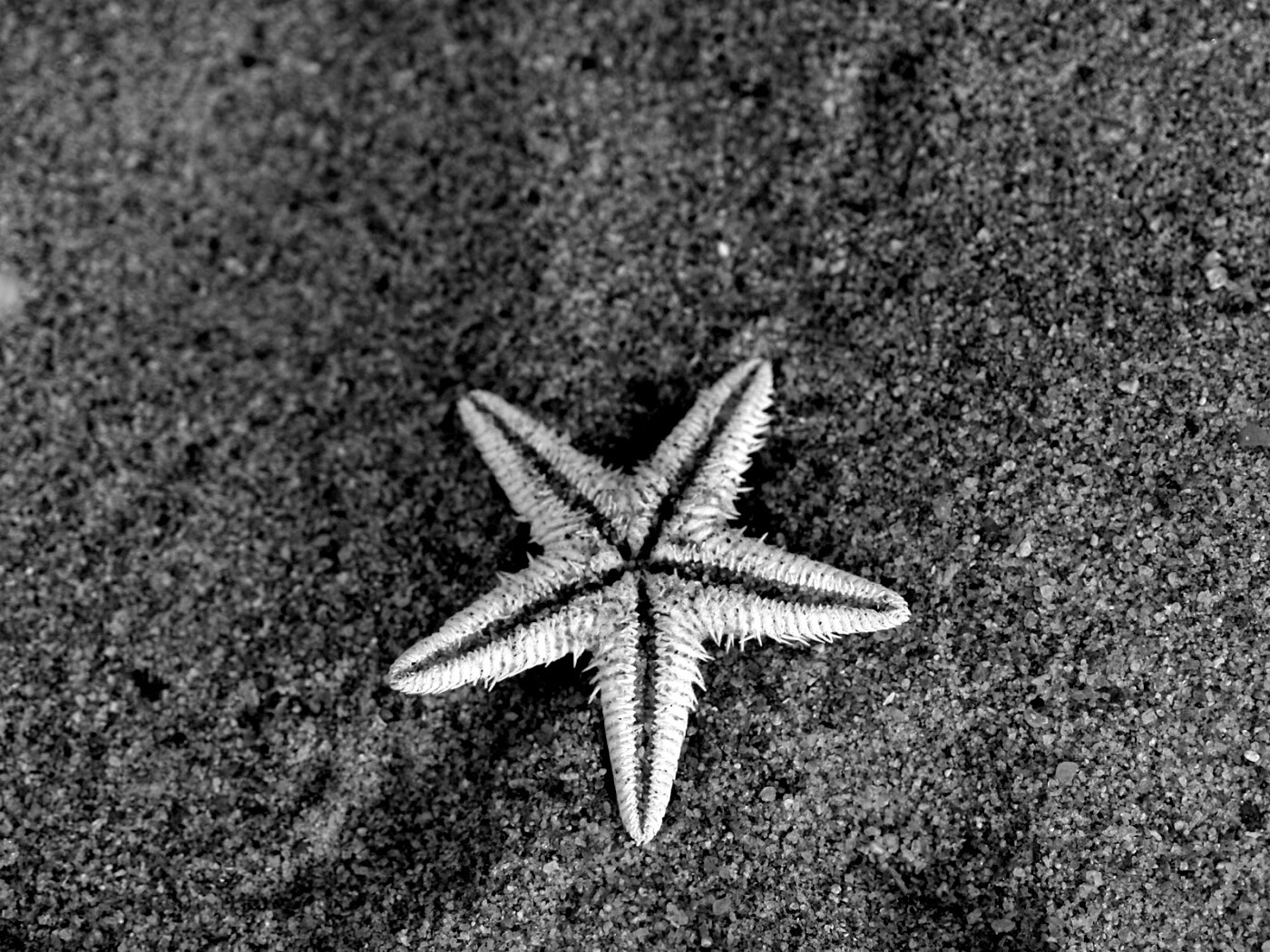 Морская звезда на песке обои