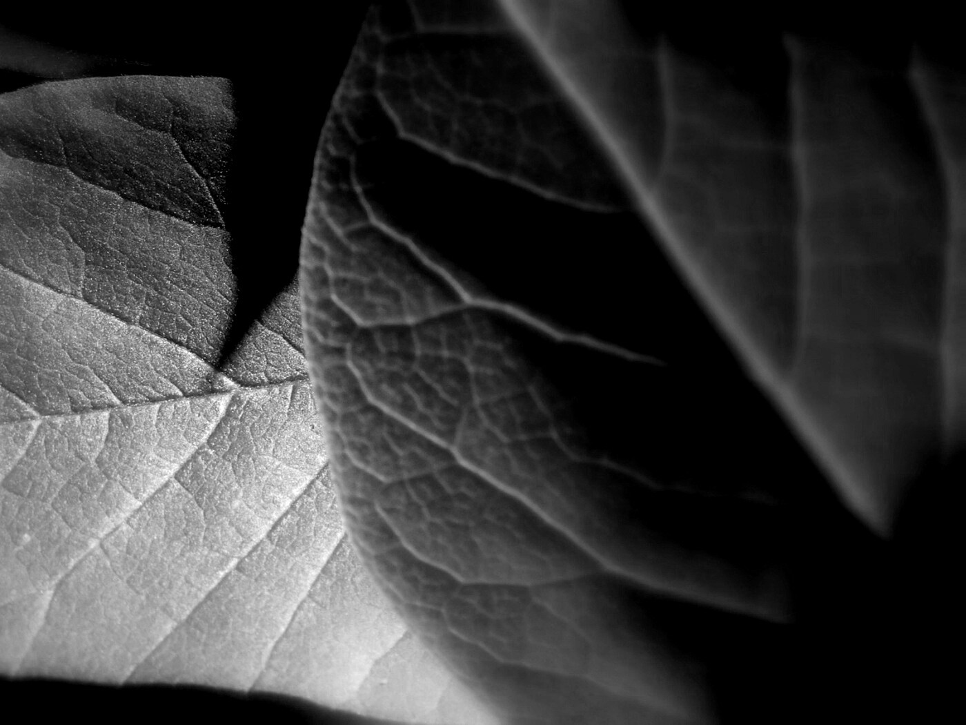 Свет на листве обои