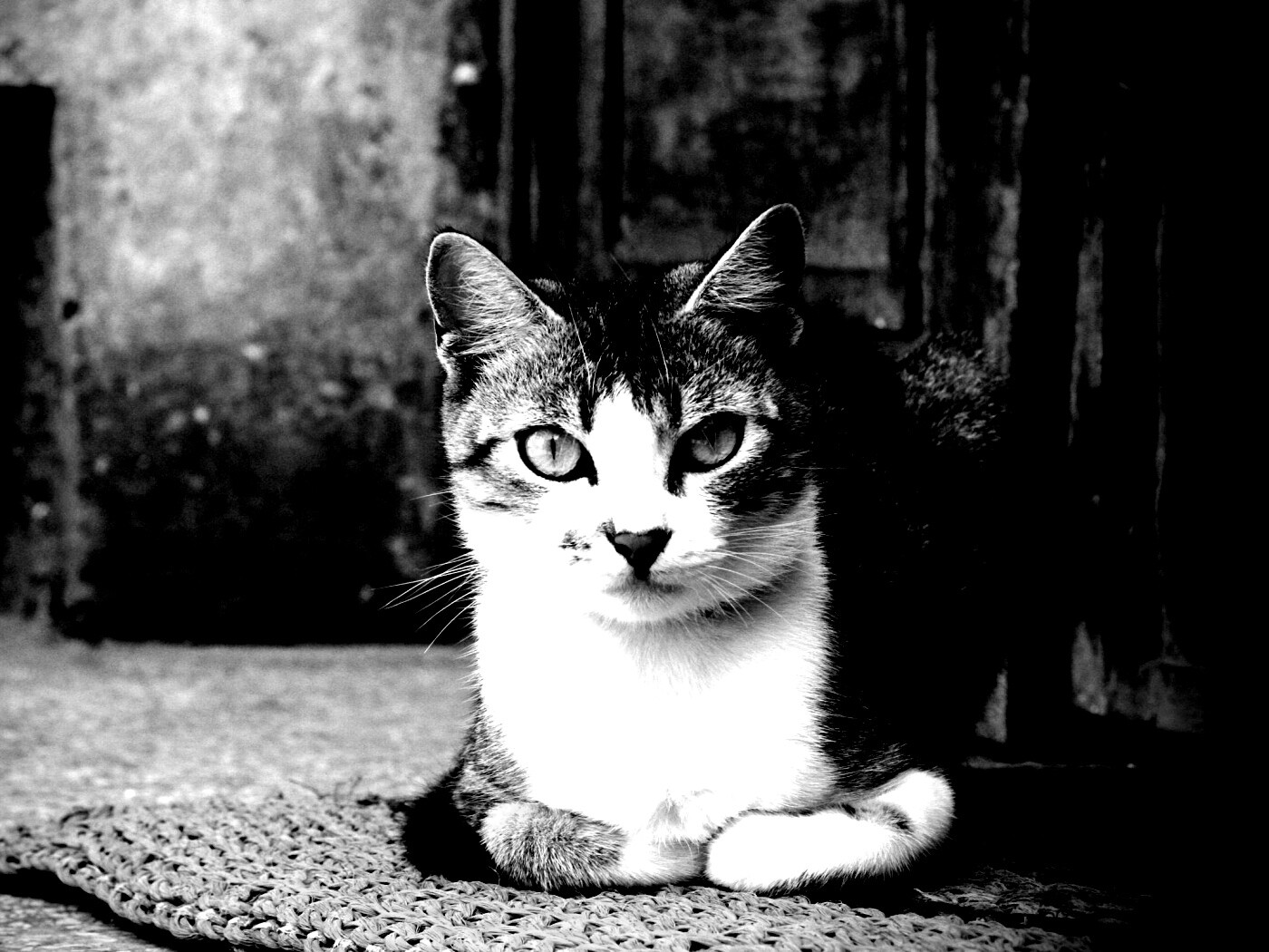 Кошечка на подстилке обои