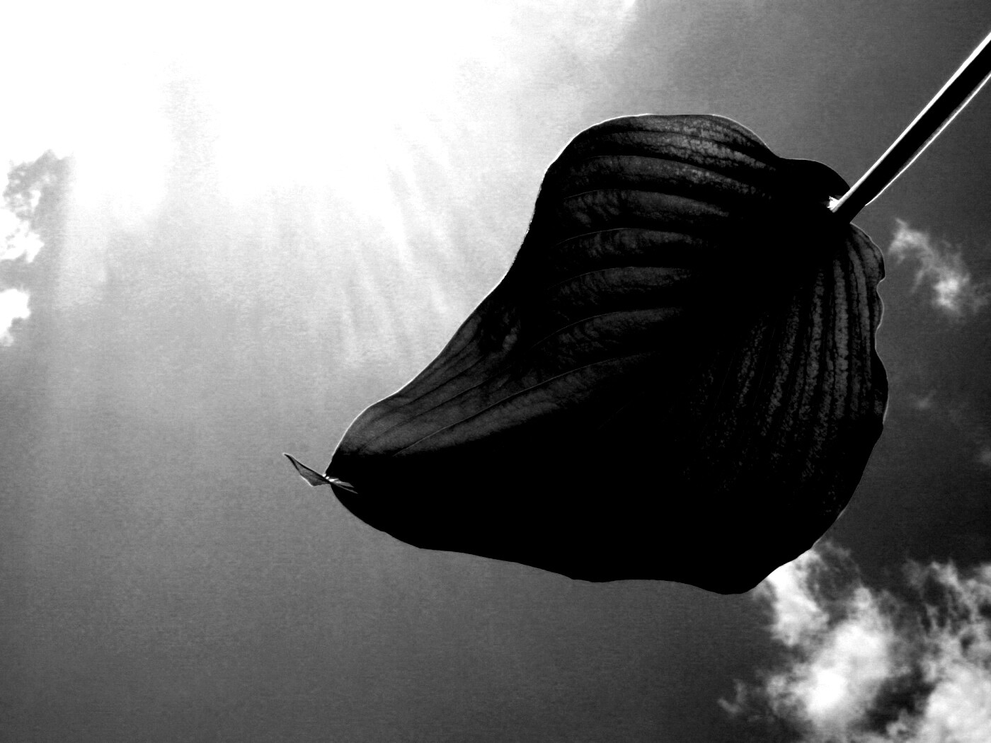 Листик тянется к солнцу обои