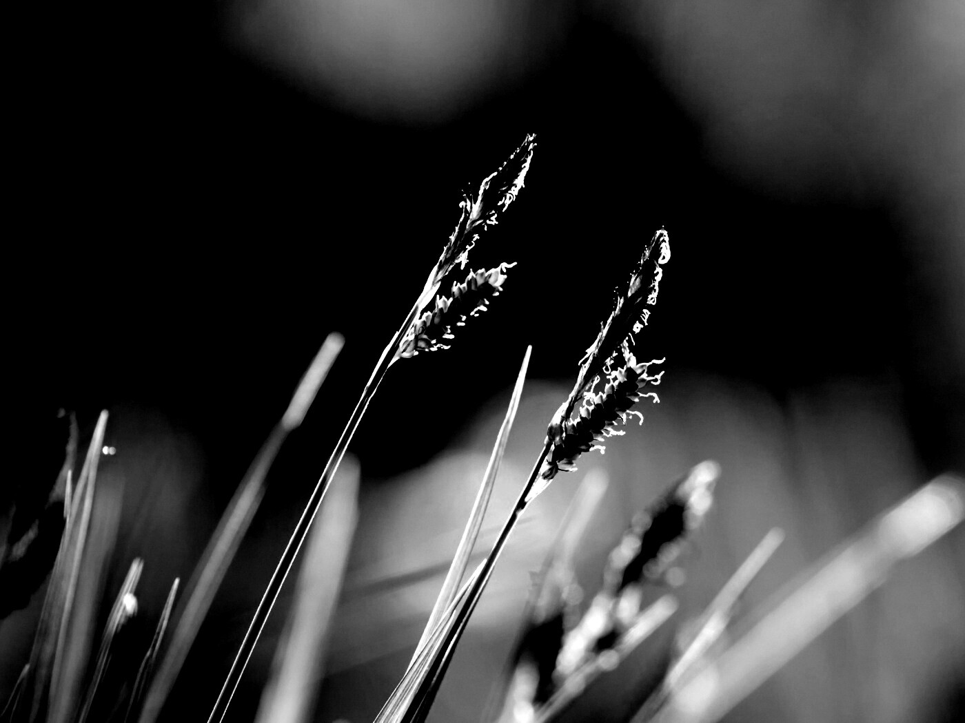 Макро фото луговой травы обои