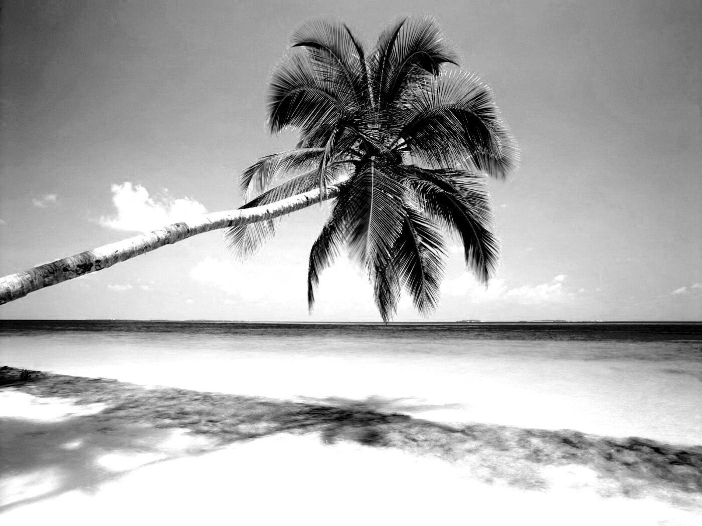 Пальма на лазурном берегу обои