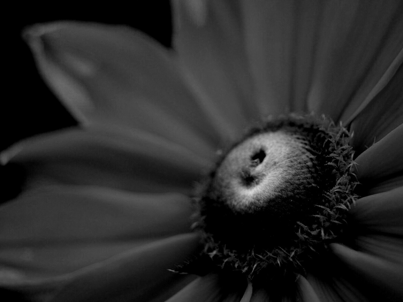 Недозрелый цветок подсолнечника обои