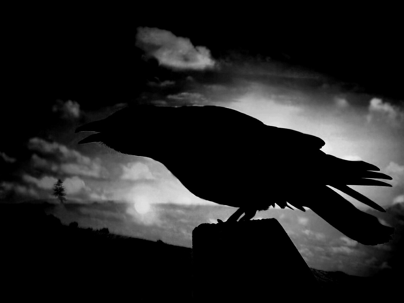 Чёрный ворон обои