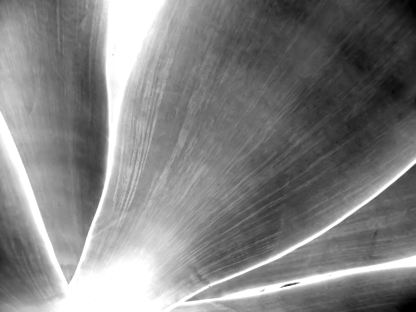 Макро фото травинки обои