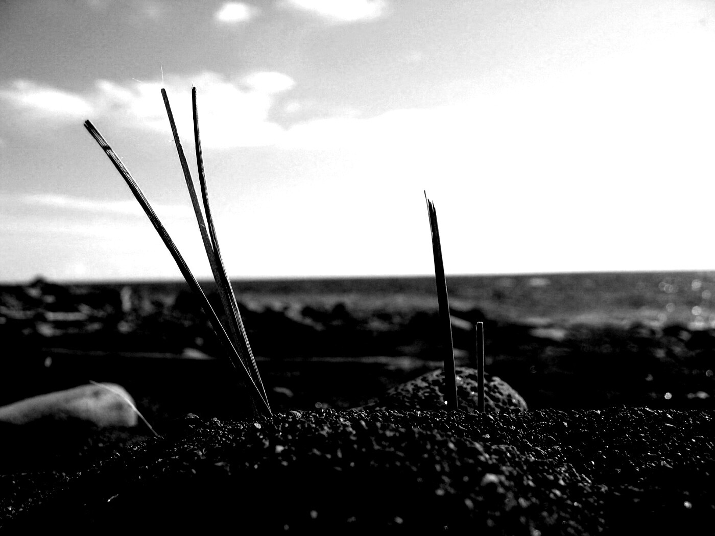 Солома на океанском берегу обои