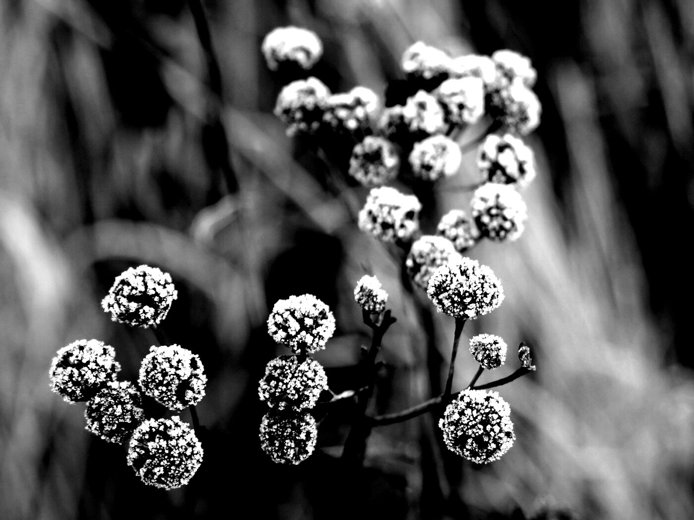 Иний на растении обои