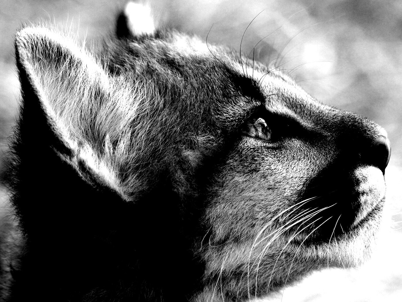 Оцелот смотрит вдаль обои