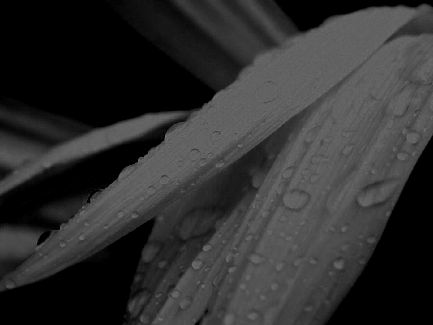 Капли на желтом лепестке обои