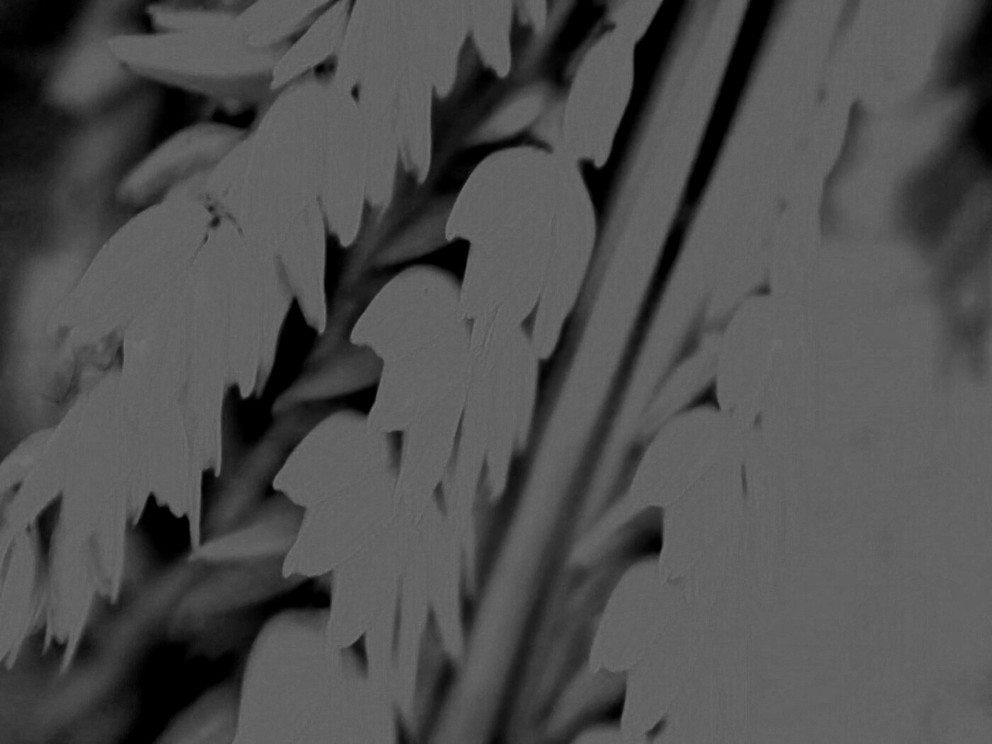 Оранжевое соцветие обои