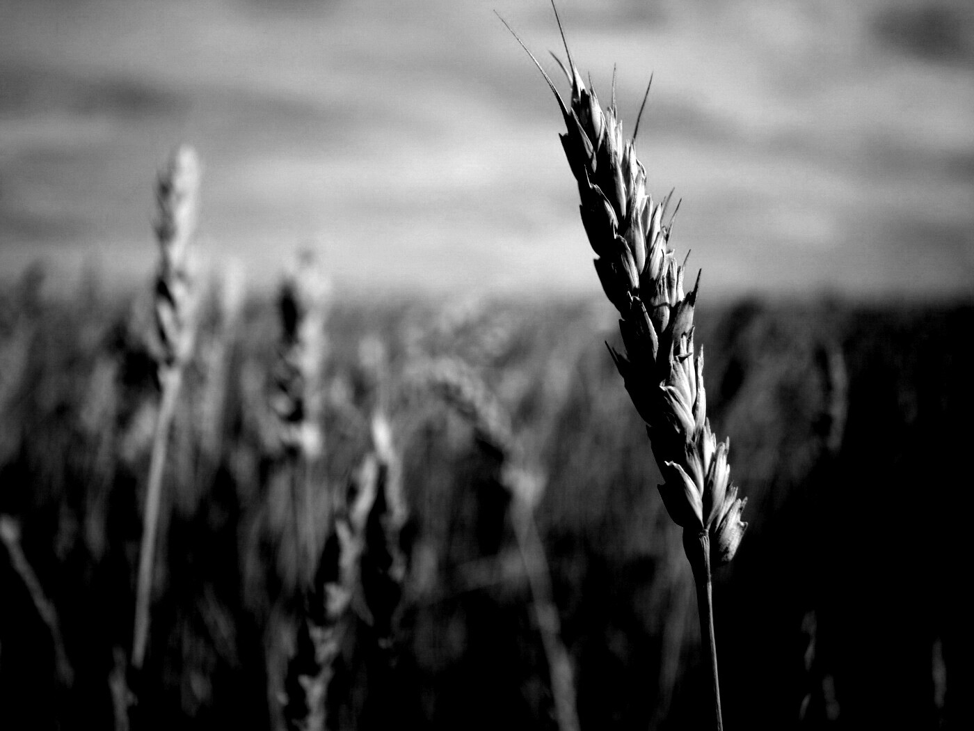 Колосок обои