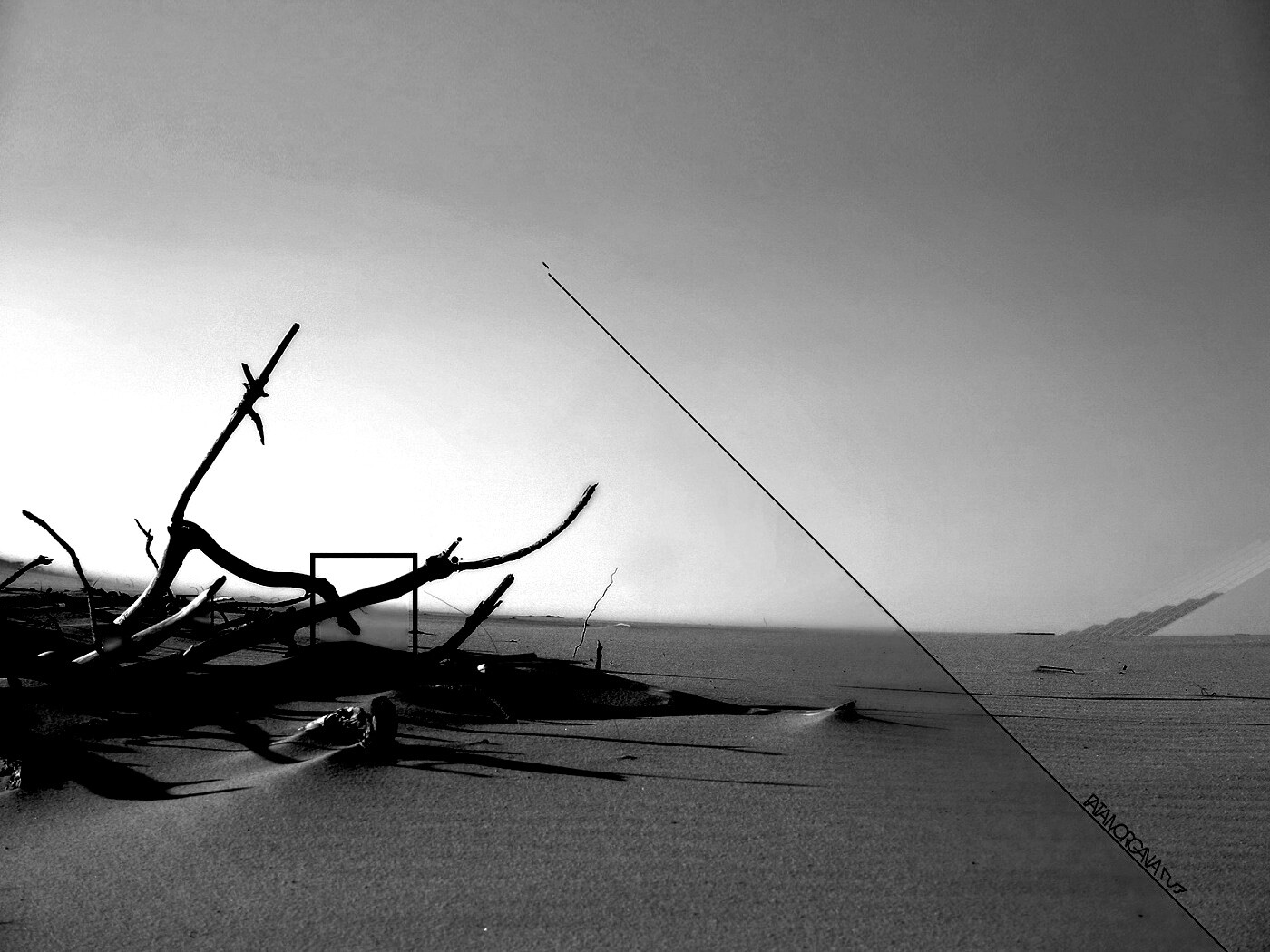 Сухостой в песках обои