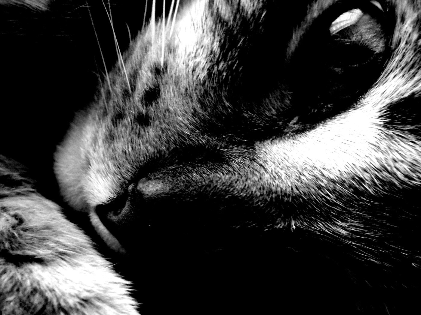 Мордашка кота крупным планом обои