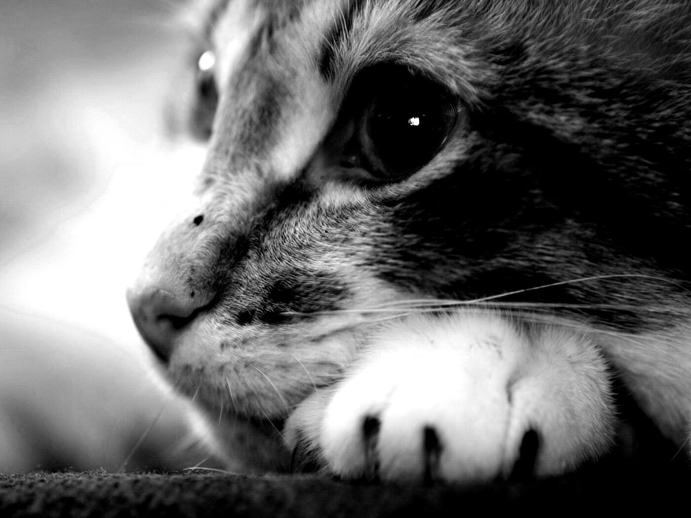 Мордочка на лапаках обои