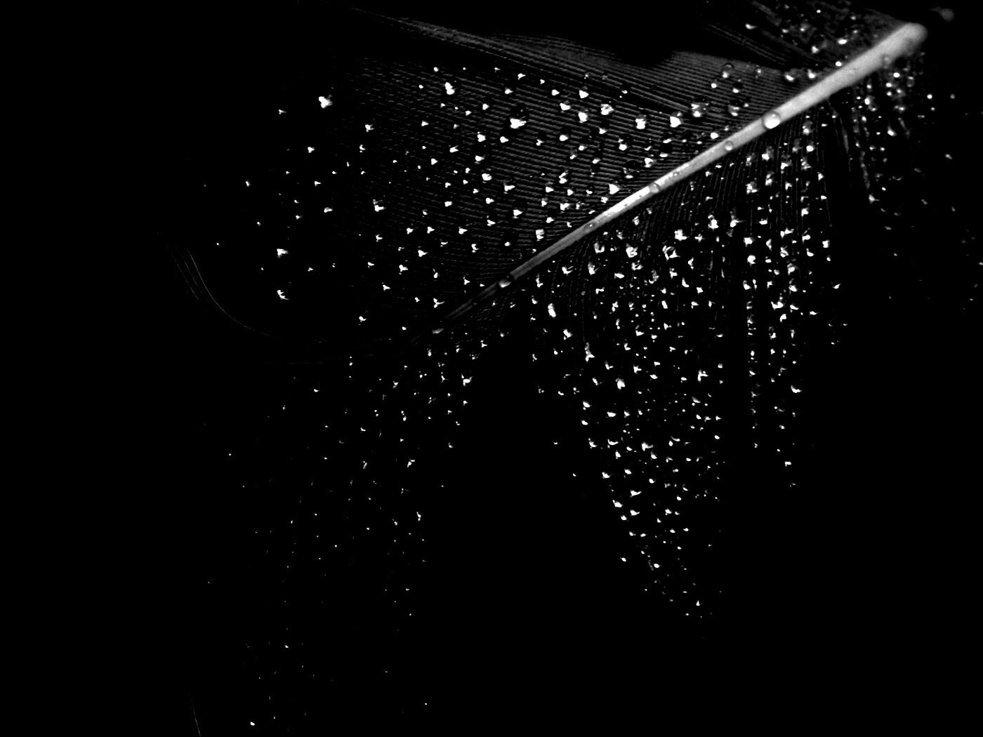 Капли на черном пере обои