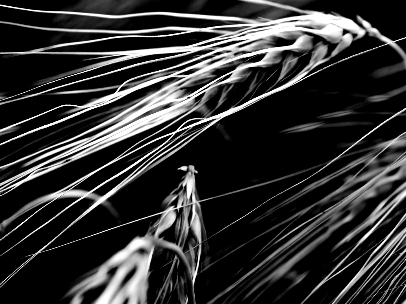 Лохматые колосья обои