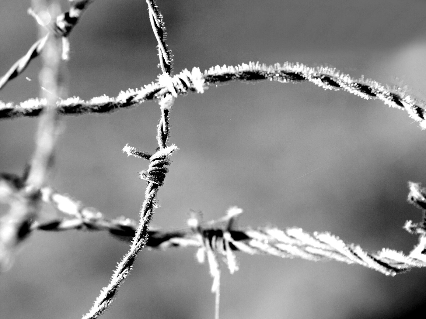 Замерзшая колючая проволока обои