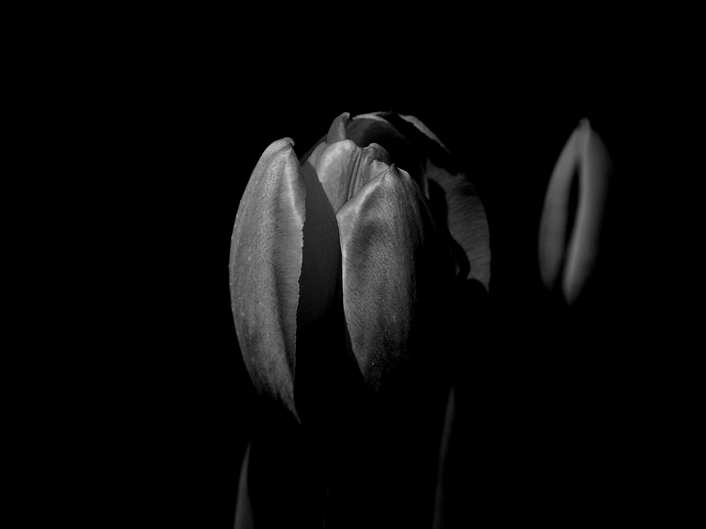 Распускающийся тюльпан обои