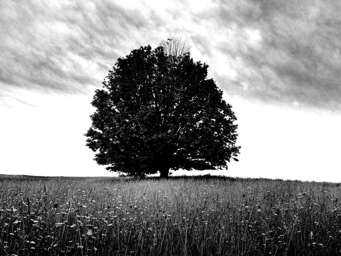 Зеленое дерево в желтом поле обои