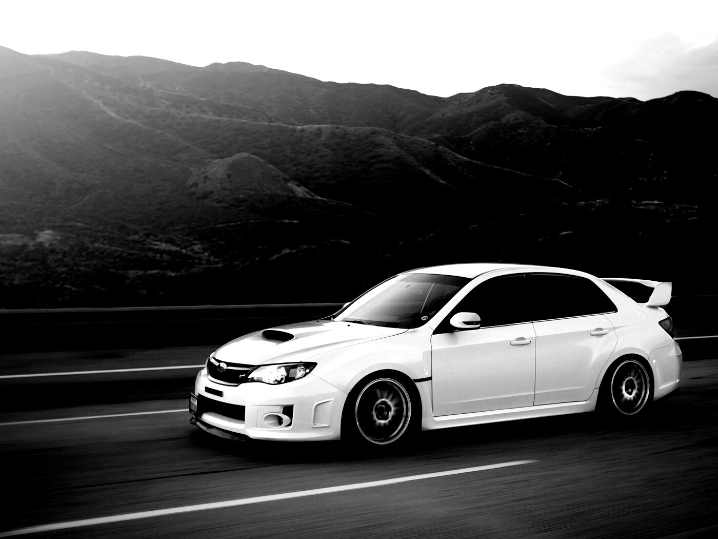 Белый субарь на тарссе обои