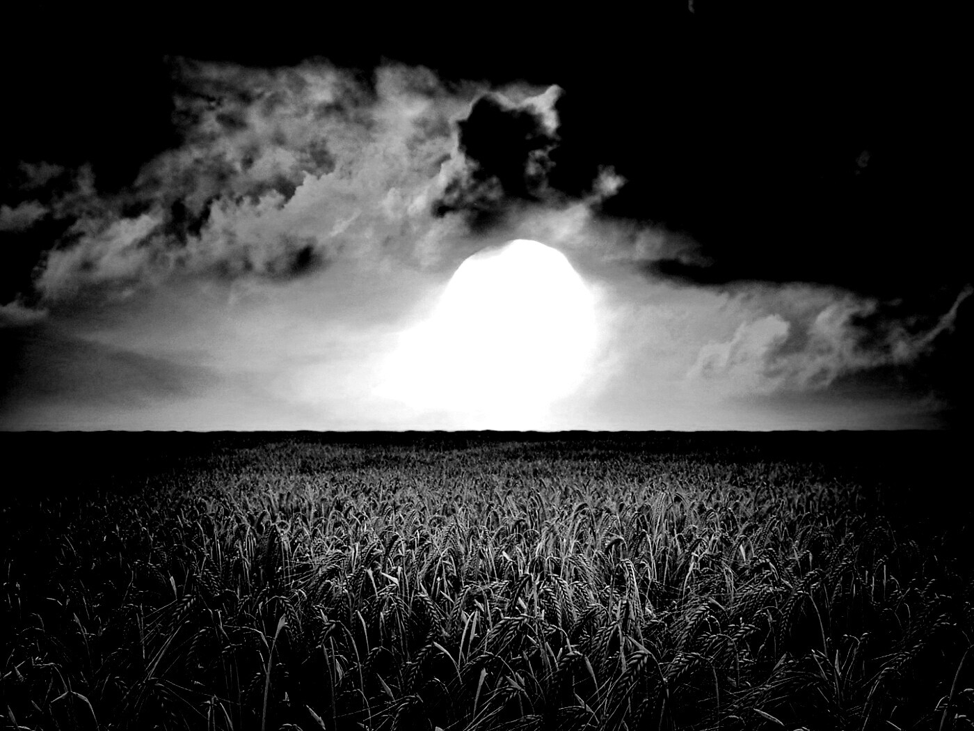 Закат над пшеничным полем обои