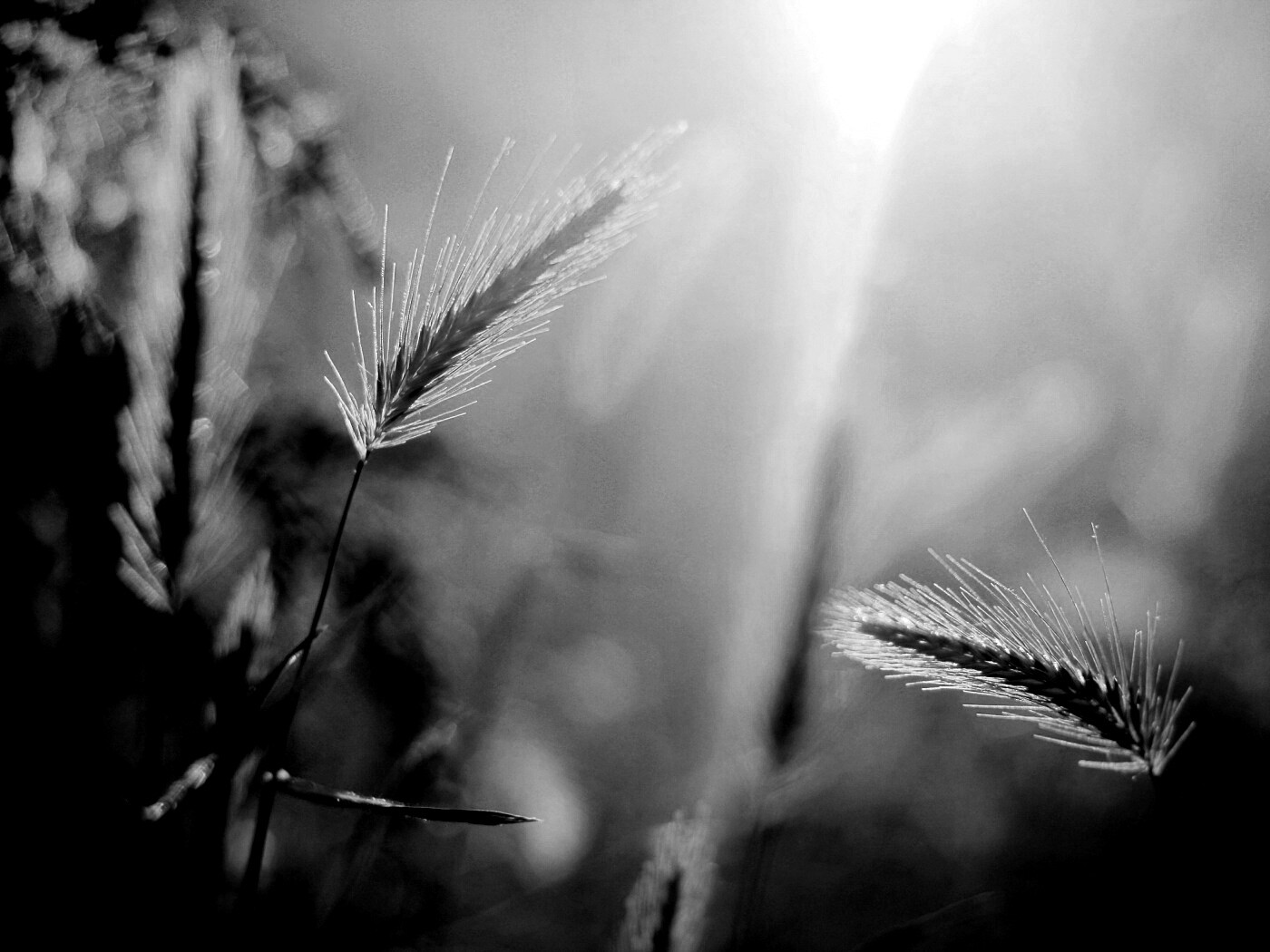 Травинки на солнце обои