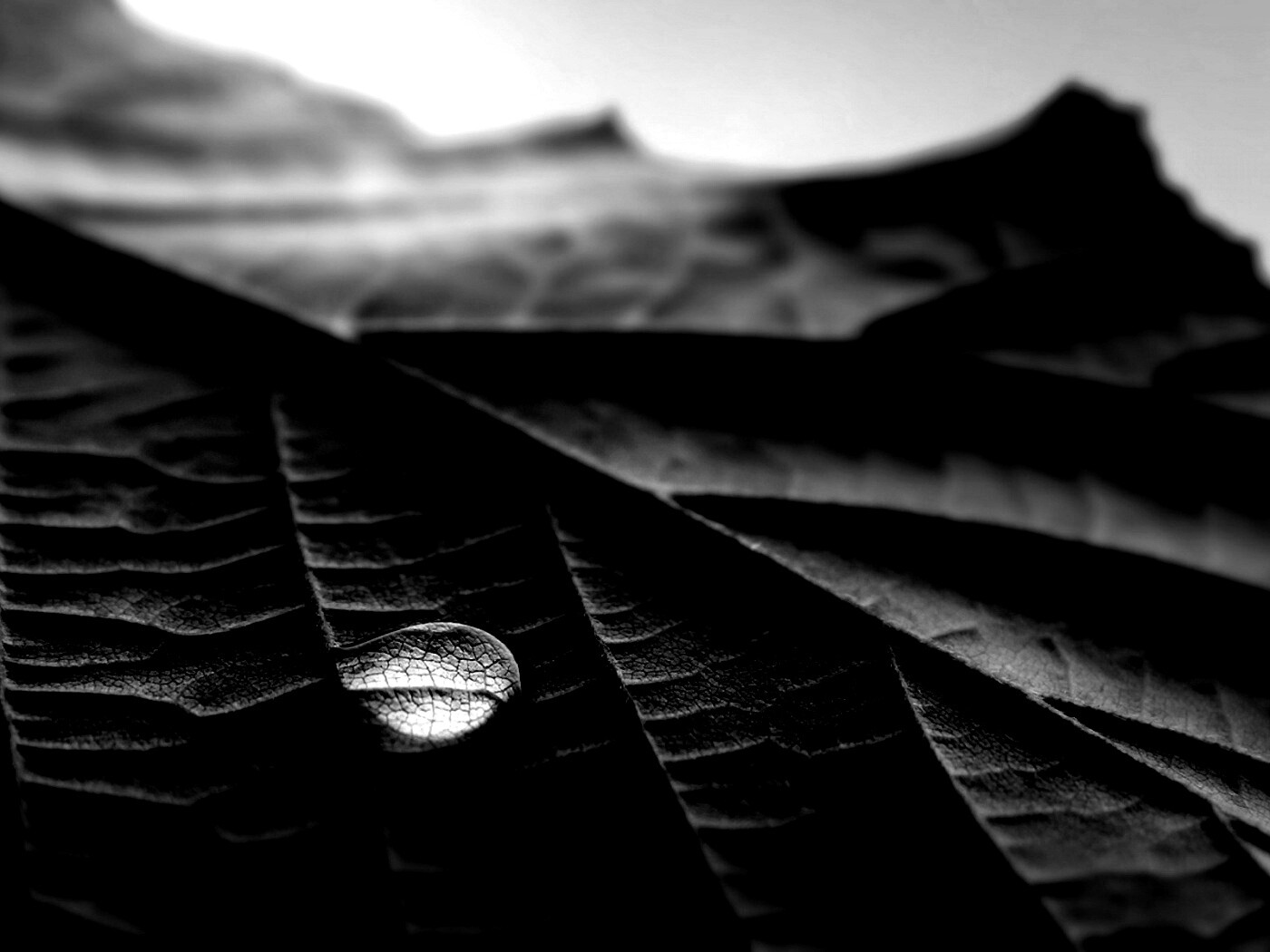 Капля на листе обои