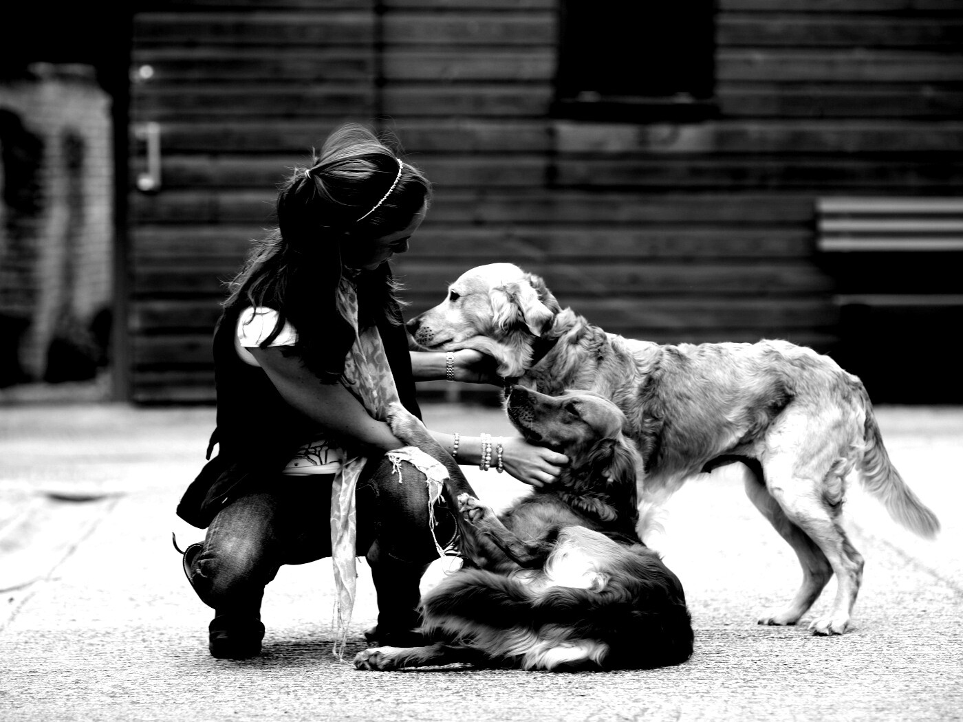 Девушка с собаками обои