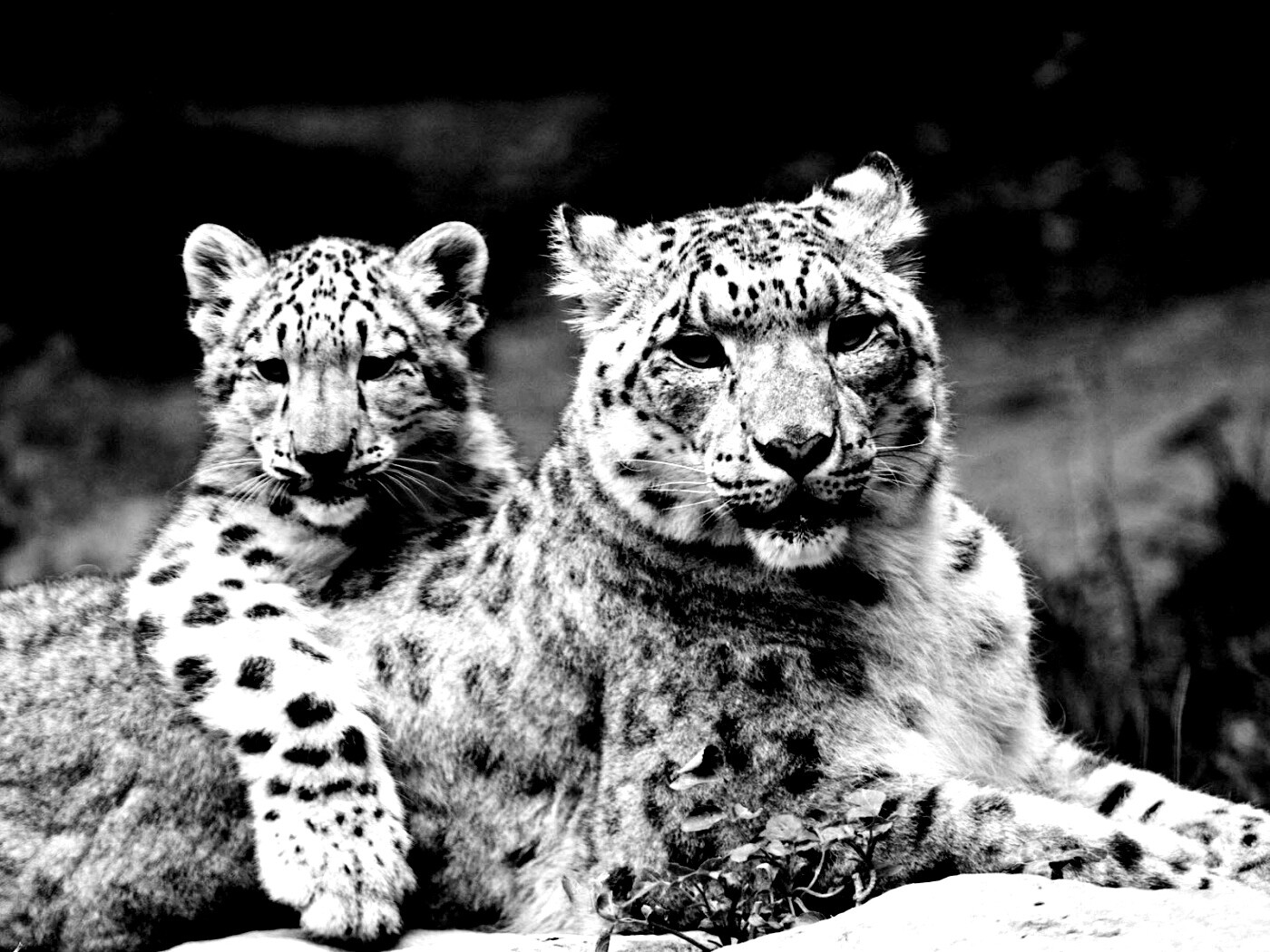 Самка снежного барса с котенком обои