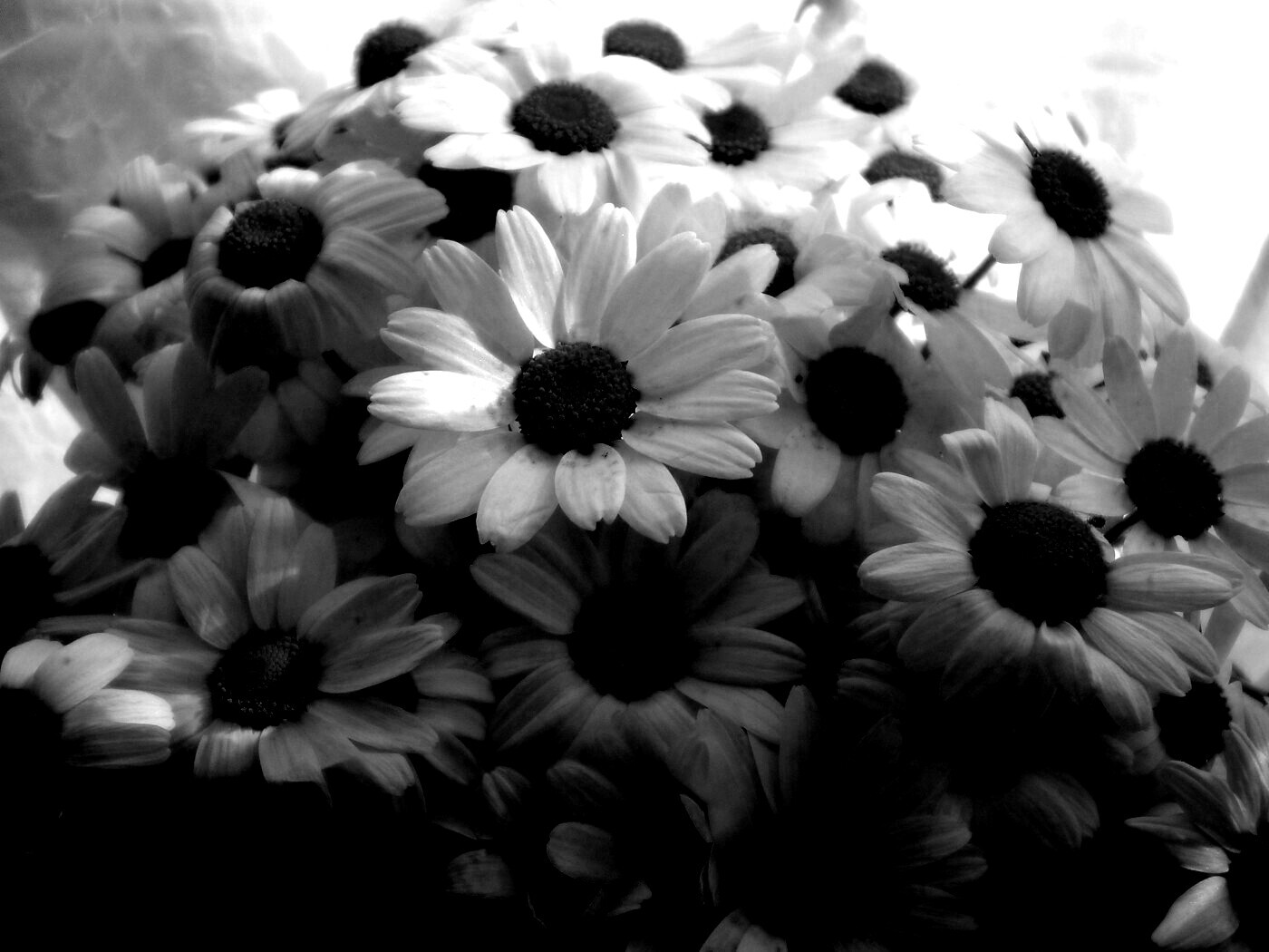 Ромашки обои